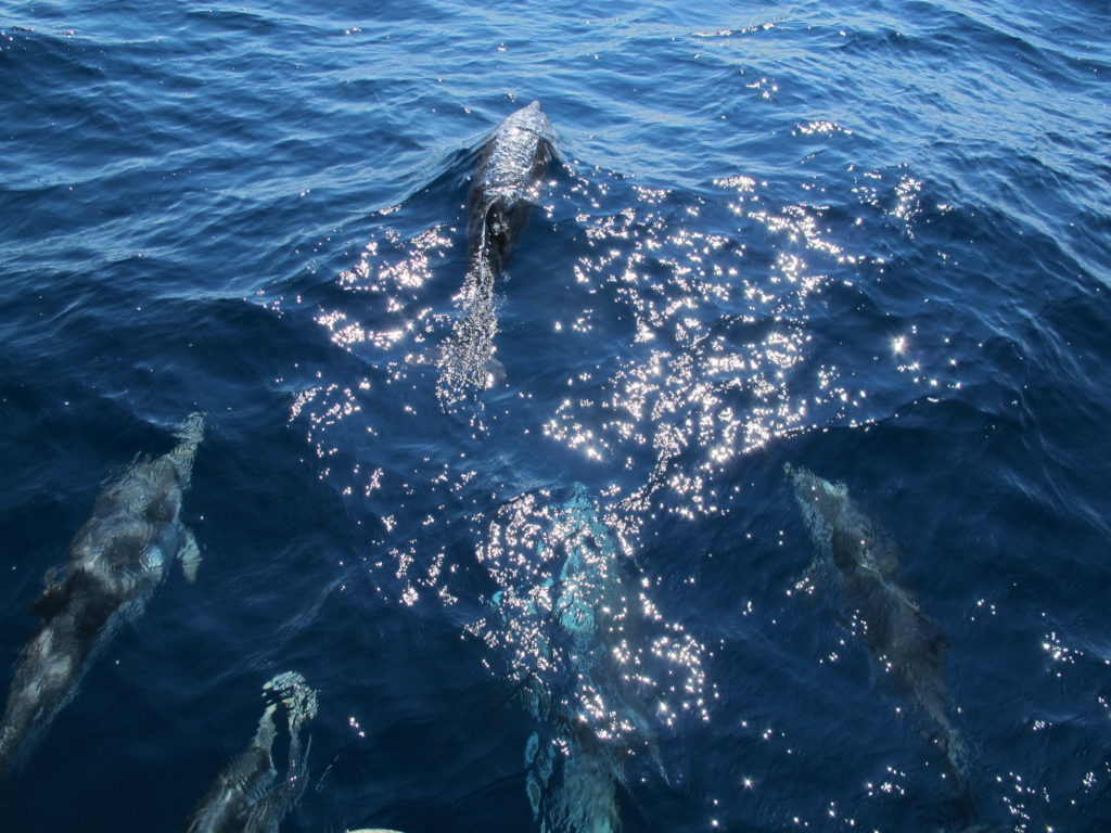 5 delfiner i ét billede!